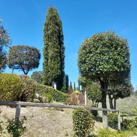 Dei Lecci *