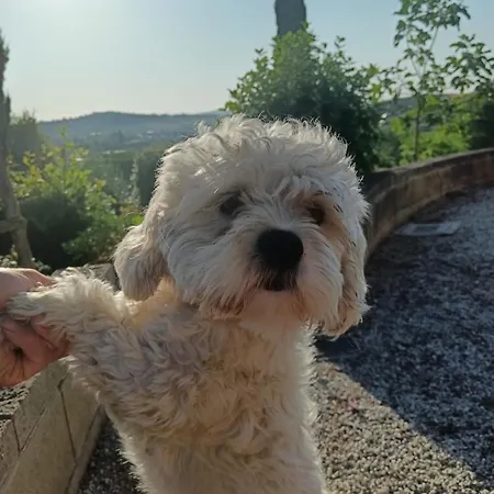 Dei Lecci *